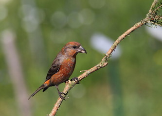 animal