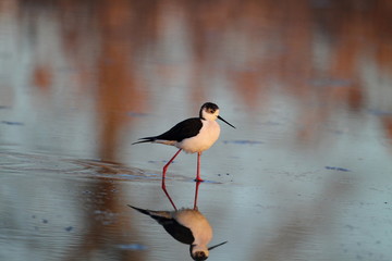 Obraz premium animal