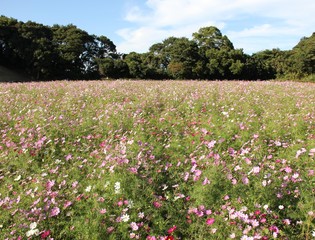 展海峰のコスモス畑(長崎県)