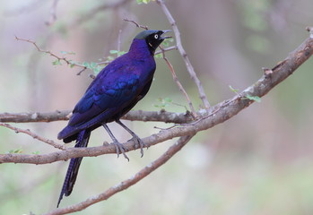 animal