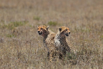 animal