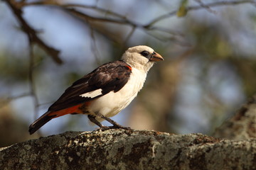animal