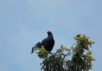 animal
