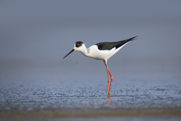 animal