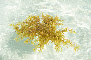 Sargassum seaweed floating in shallow sea