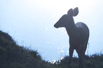 the sambar deer in Khao Yai National Park, Thailand