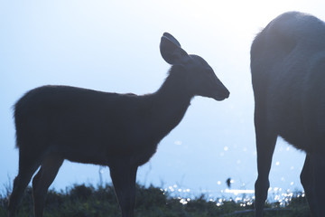 the sambar deer in Khao Yai National Park, Thailand