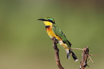 animal