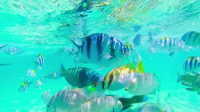 Girl snorkelling underwater