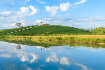 Green tea field with blue sky