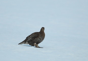 animal