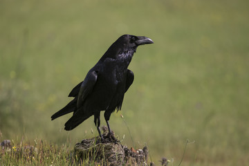 animal
