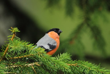 animal