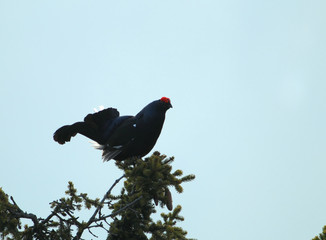 animal
