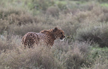 animal