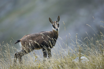animal