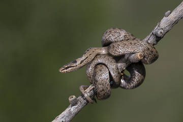 animal
