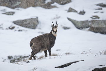 Fototapeta premium animal