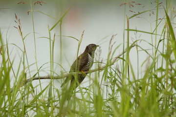 animal