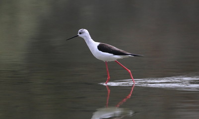animal