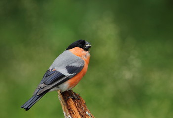 animal