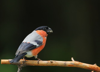 animal