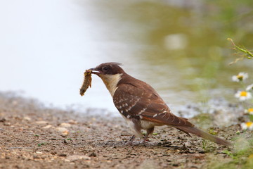 animal