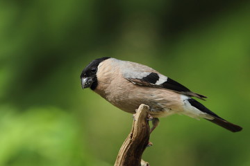 animal