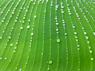Chain of raindrops on banana leaf, abstract tropical greenery background.