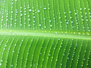 Chain of raindrops on banana leaf, abstract tropical greenery background