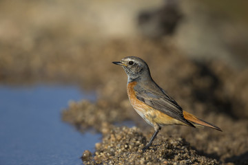 animal