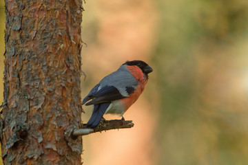 animal