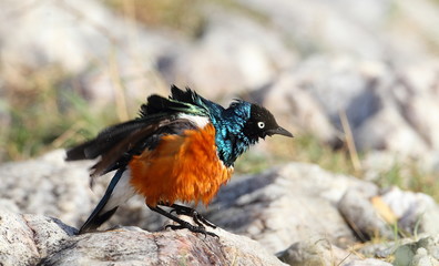 animal