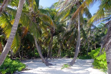 palm treas, beach life holliday mexico tropical destination