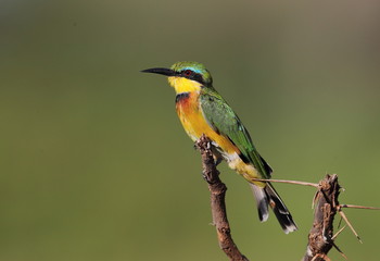 animal