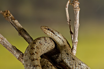animal