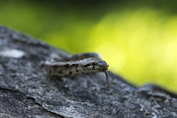 animal