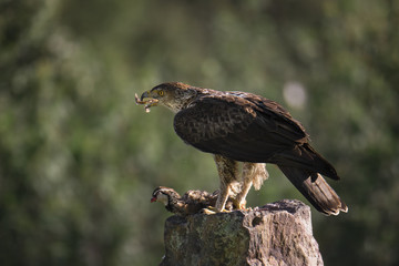 animal