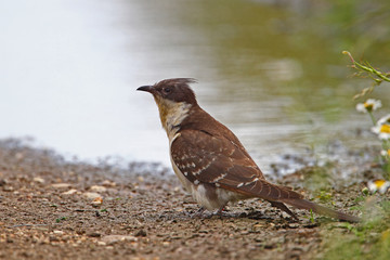 animal