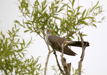 Fototapeta premium animal