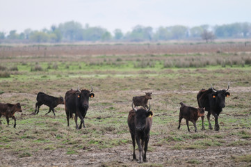 Taureau de Camargues