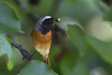 animal