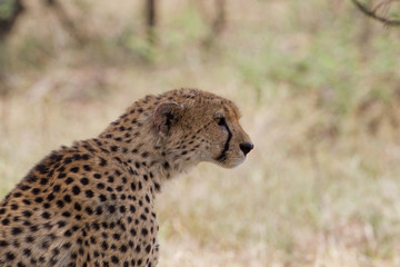 animal