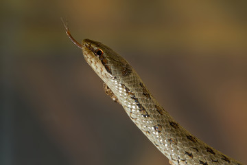 animal