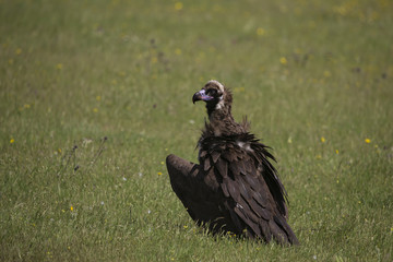 animal