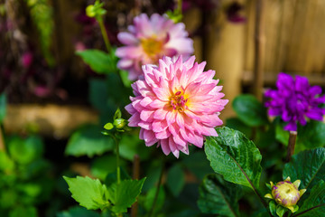 Beautiful Dahlia flowers