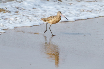 Marbled Godwit onshore running from wave in Laguna Beach, California
