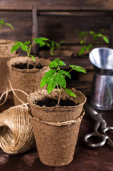 Young seedlings tomato