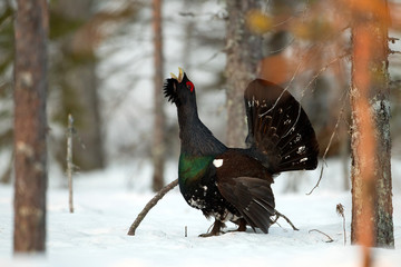 animal