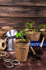 Young seedlings tomato